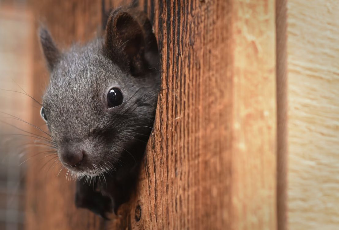 wildlife-removal-banner-img-002