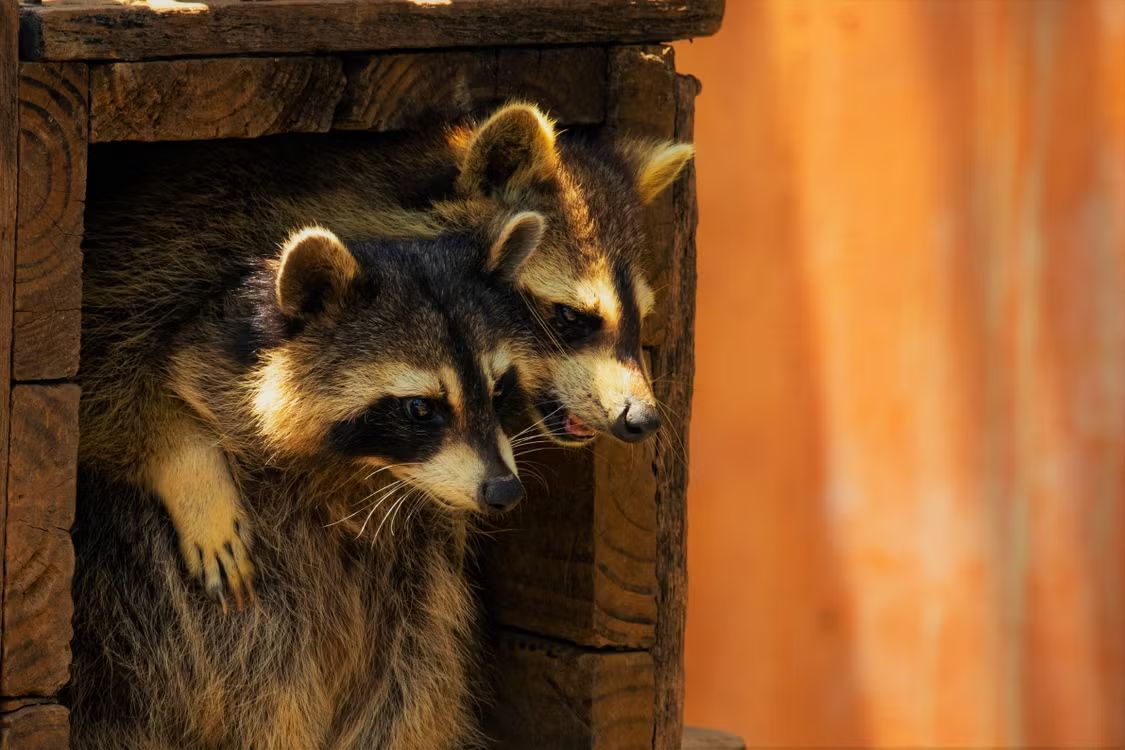 wildlife-removal-banner-img-003