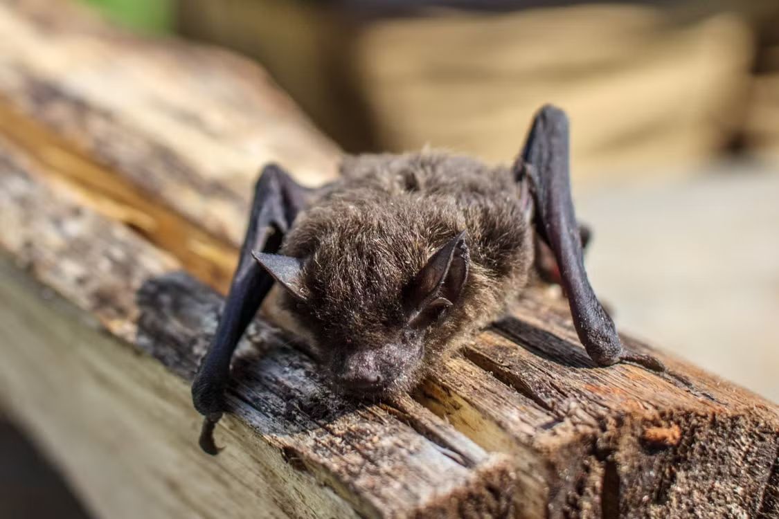 wildlife-removal-banner-img-004