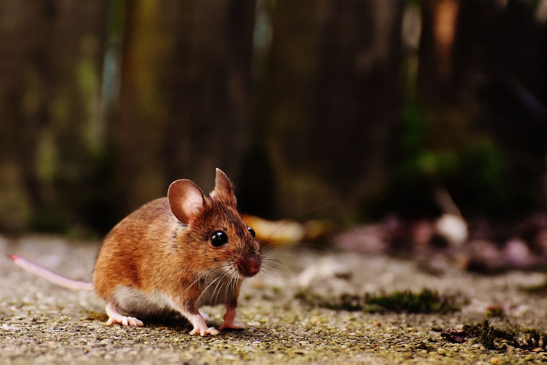 wildlife-removal-banner-img-006